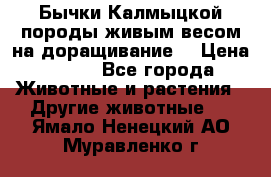 Бычки Калмыцкой породы живым весом на доращивание. › Цена ­ 135 - Все города Животные и растения » Другие животные   . Ямало-Ненецкий АО,Муравленко г.